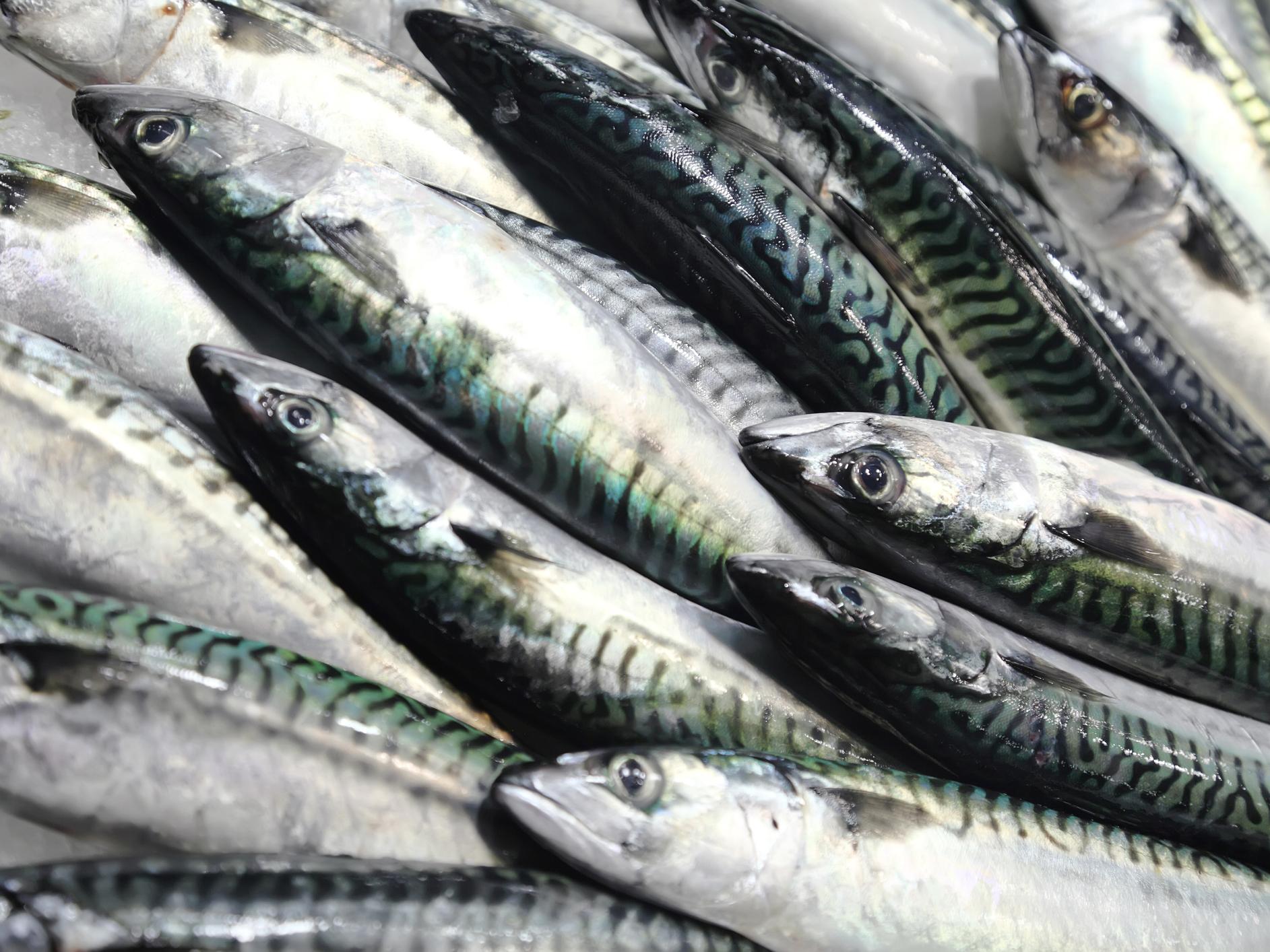 mackerel - Copy